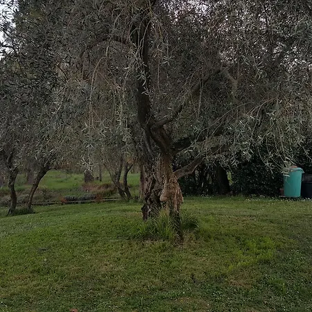 Ulivello