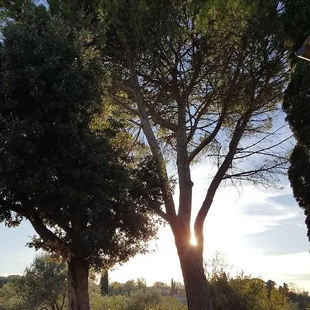 Ulivello *