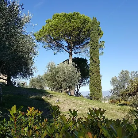 Ulivello Florencja
