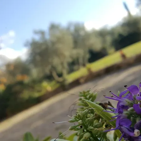 Gospodarstwo wiejskie Ulivello *