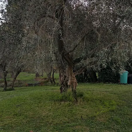 Ulivello